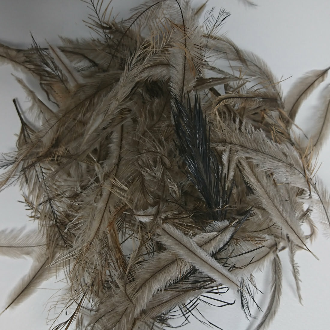 Thousands Licenced FEATHERS avail Australian Emu Body Feathers Bunch 20 pieces